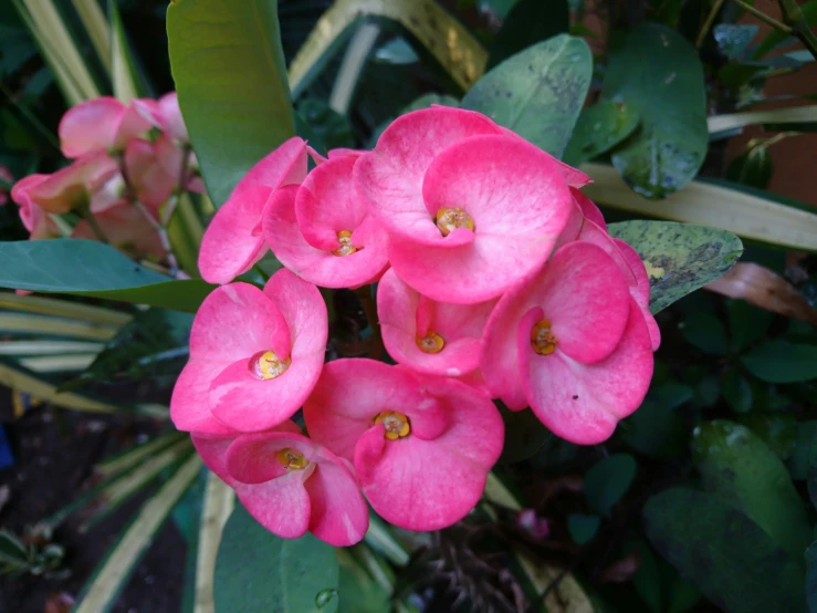 pink flowers are blooming on green leaves