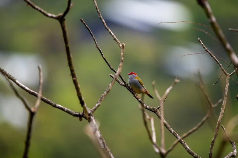 there is a bird perched on the nch