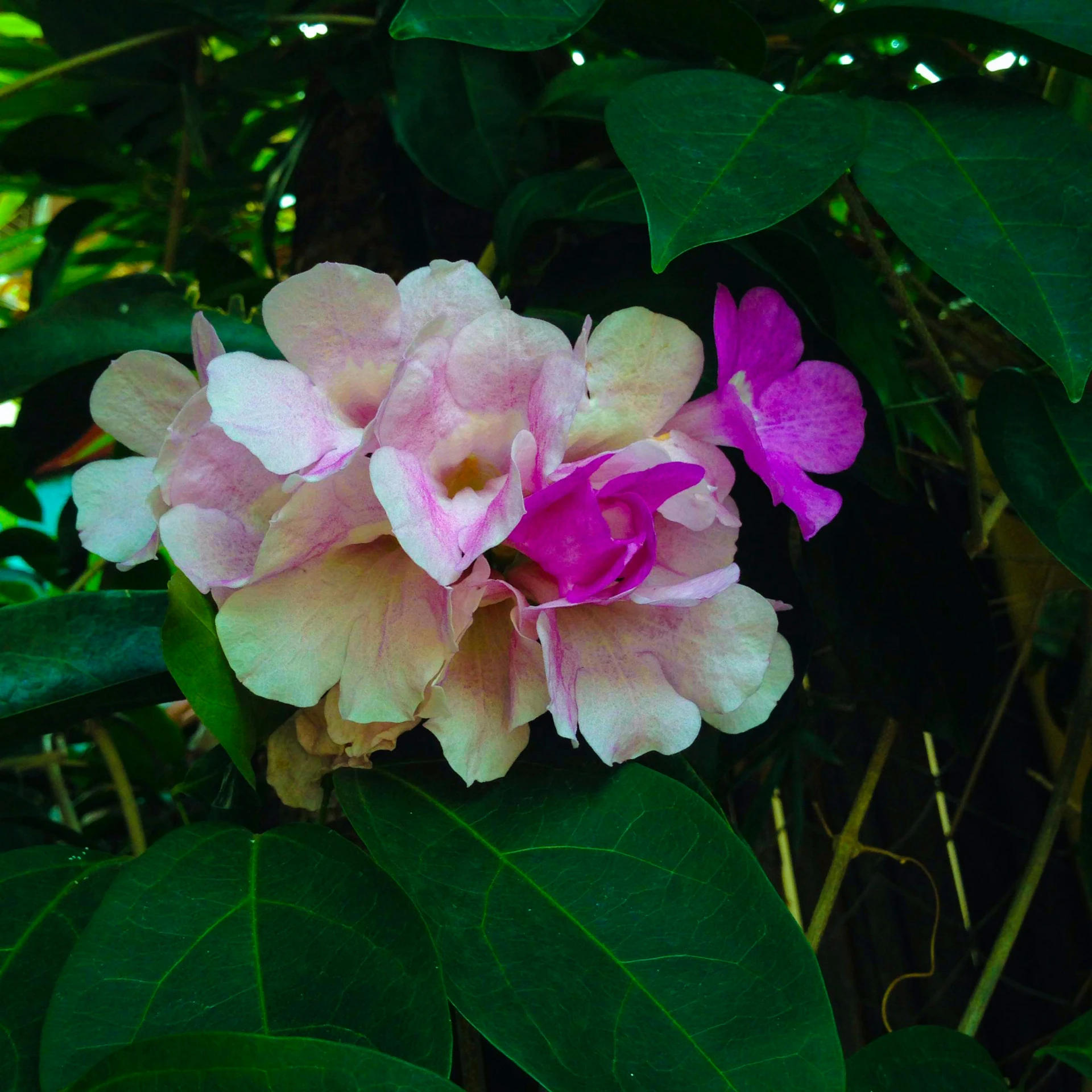 a big flower that is in the middle of a tree