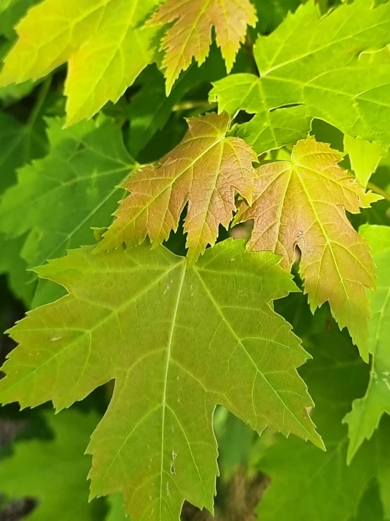 some leaves of some sort on the other side