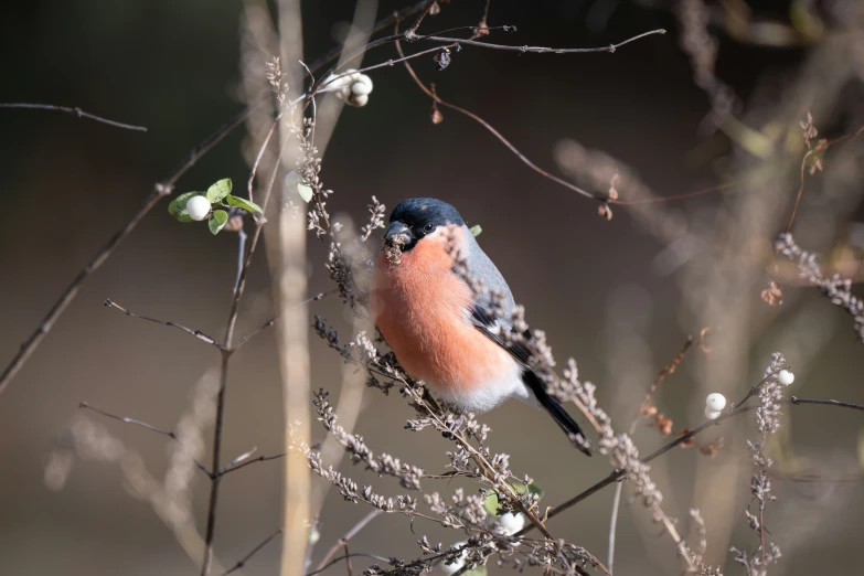 a bird is sitting on a nch of a tree