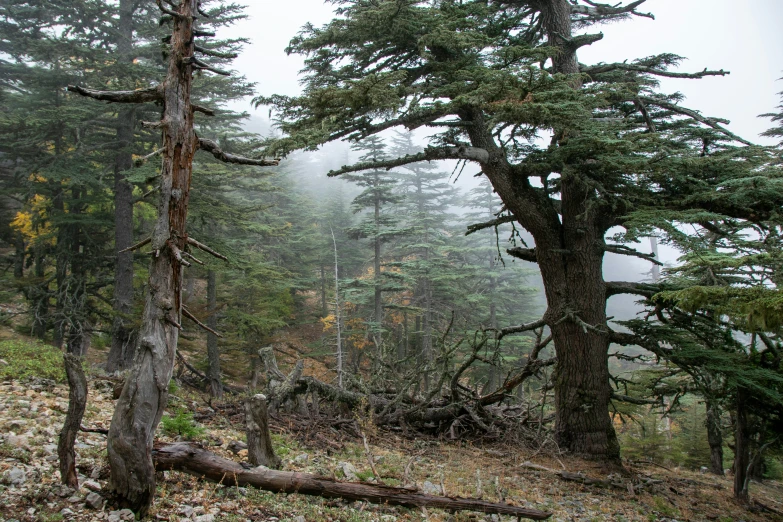 trees stand among a blanket of foliage on a foggy day
