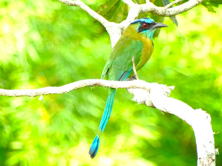 a colorful bird sitting on top of a white nch