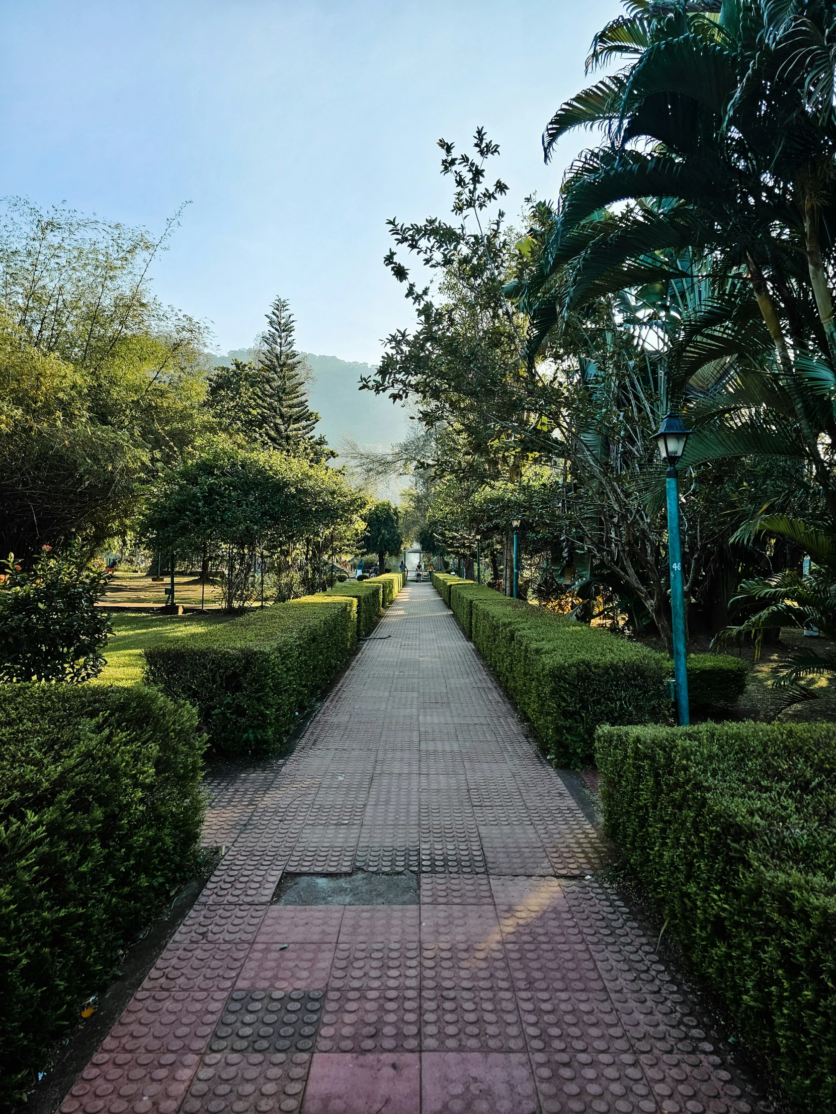 a pathway surrounded by bushes and trees leads to a park