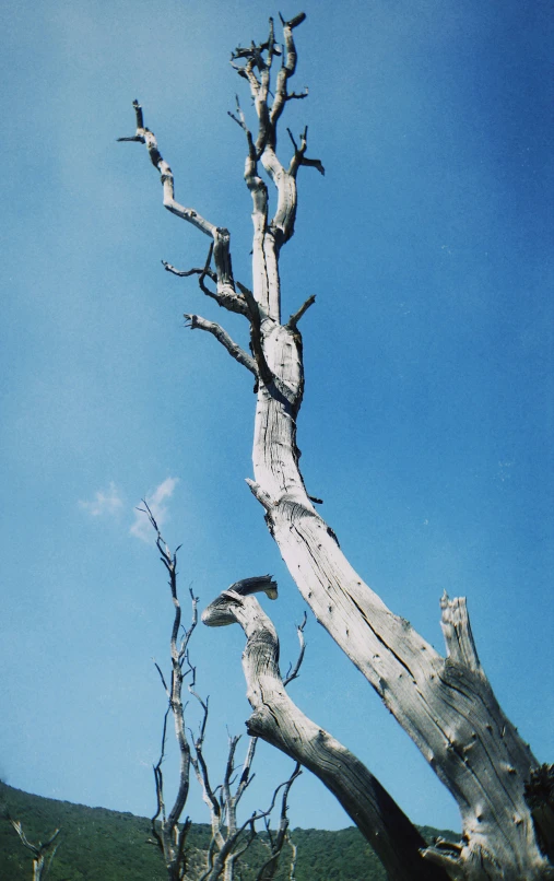 a tree is still in need of being eaten