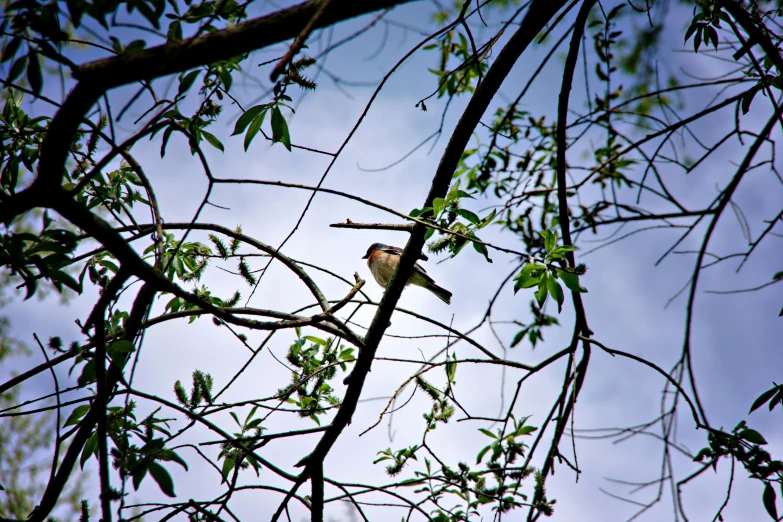 the bird is perched on the nch in the tree