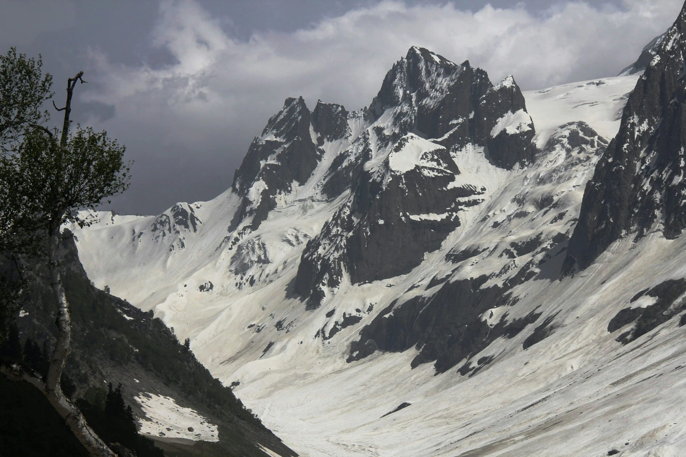 a snowy mountain that has some trees in front