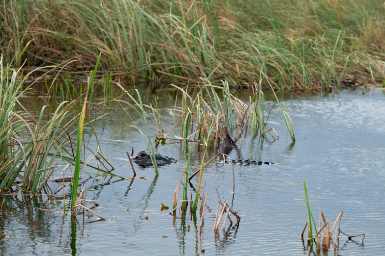 two small birds floating in a lake near tall grass