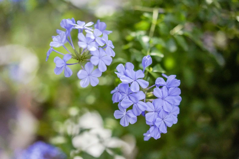 blue flowers are all around a blurry picture