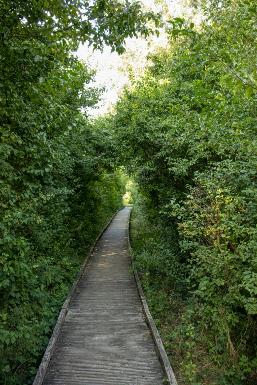 a trail runs through the trees along the path