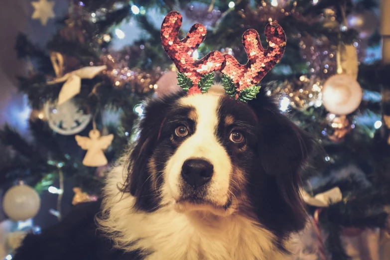 a dog sitting in front of a christmas tree wearing decorations