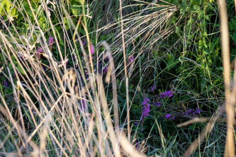 some tall grasses and purple flowers in the middle