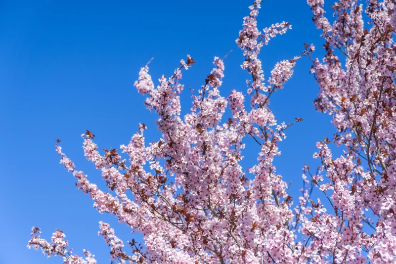 there is a purple tree that is blooming