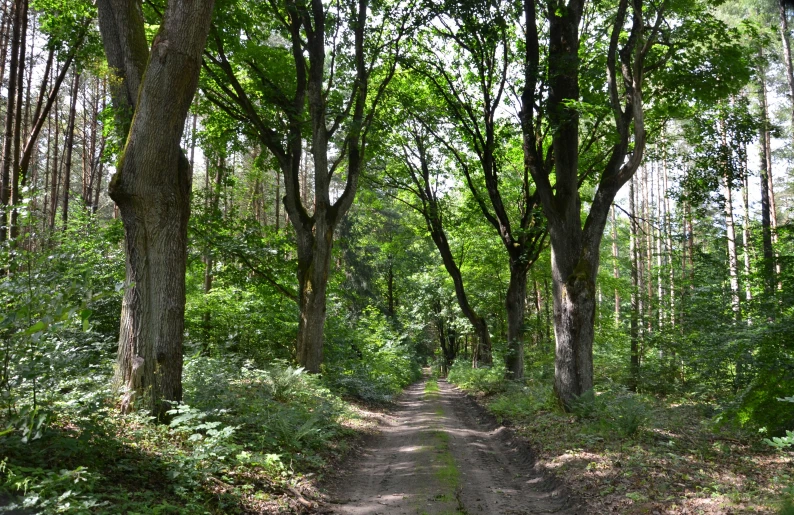 the trees and dirt are all over the pathway