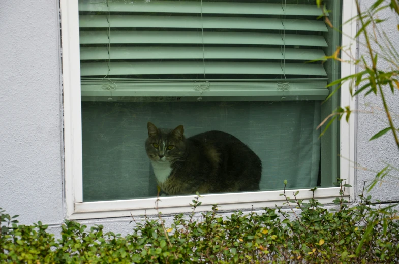 there is a cat sitting in the window