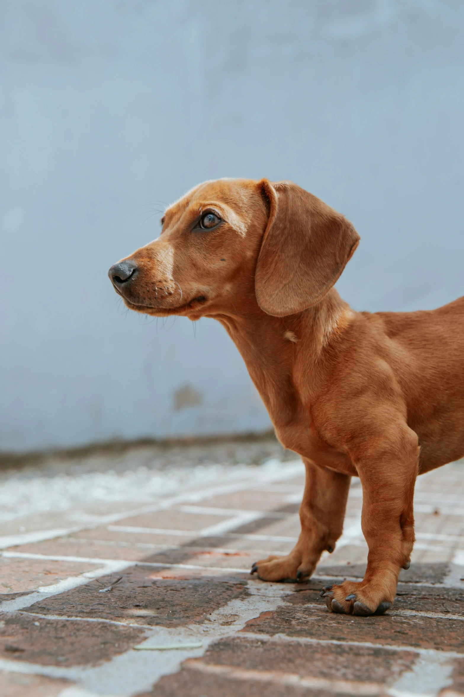 a small dog standing on a tile floor