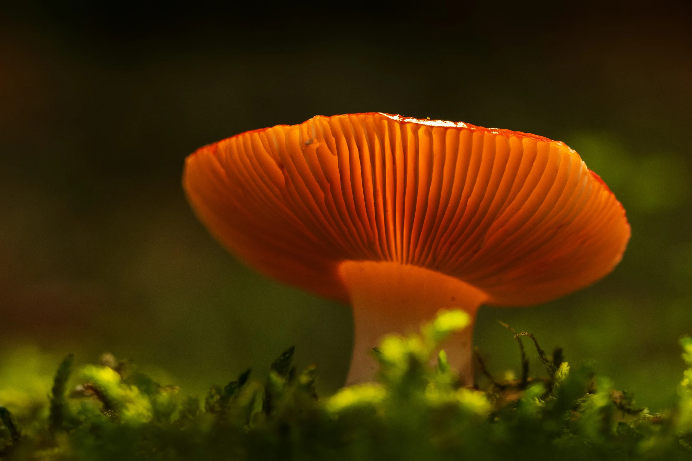 a mushroom on green grass is shown with the sun shining through