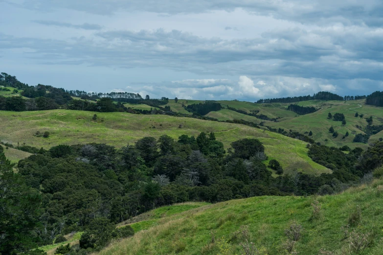 a grassy, forested valley with a few animals in the distance