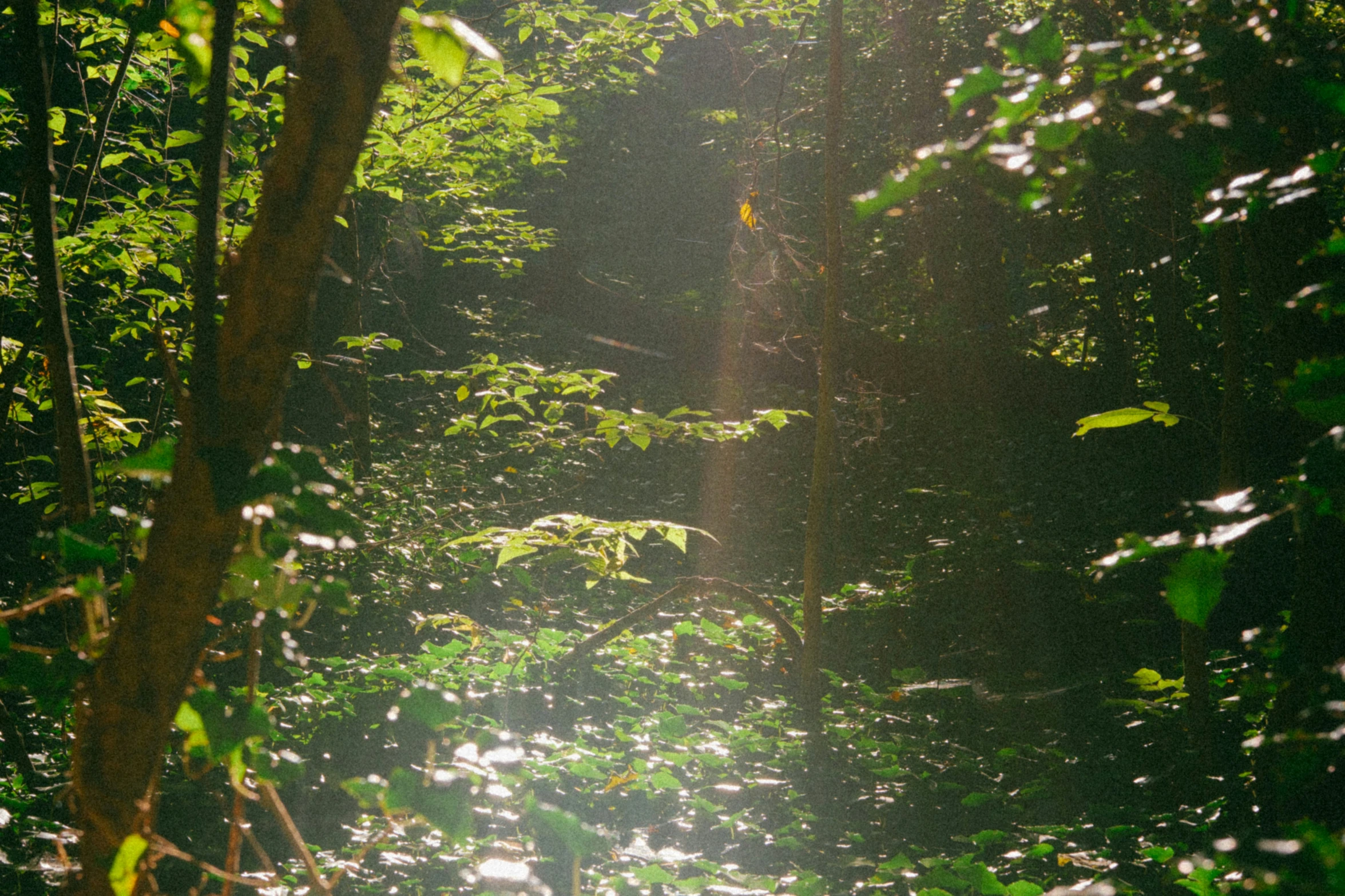 sun shines in the middle of a forest of trees