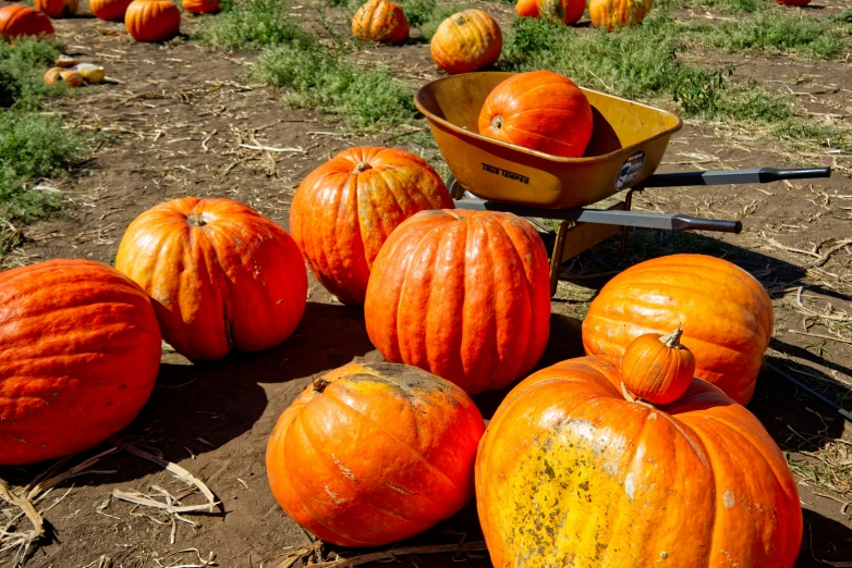 pumpkins in a large, round container surrounded by smaller ones