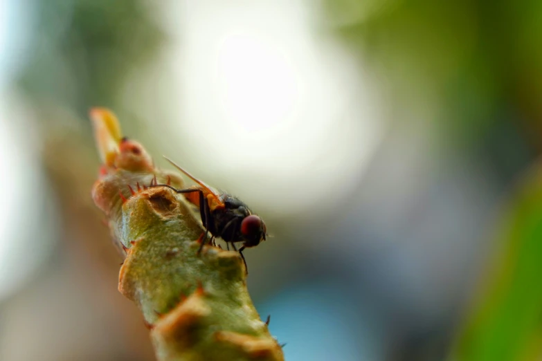 a bug on a plant stem on a sunny day