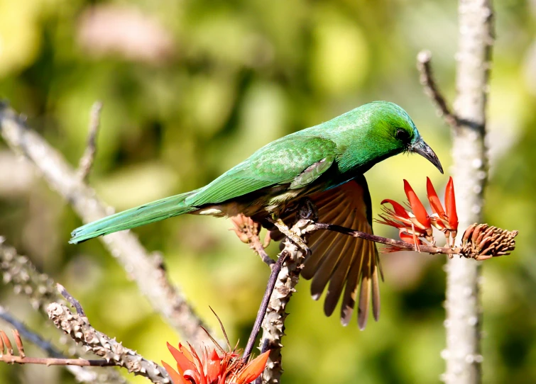 an image of green bird perched on a tree nch