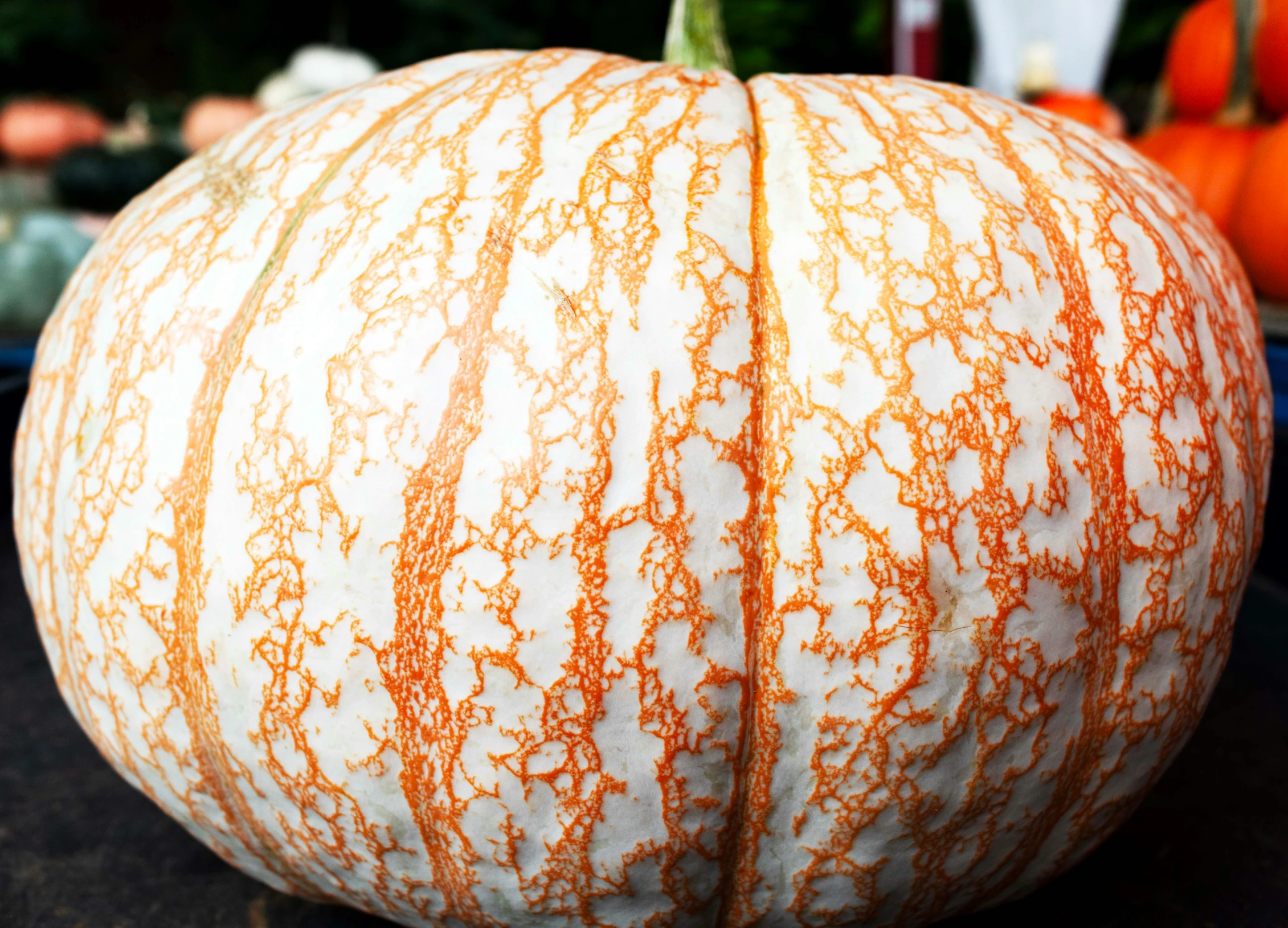 closeup of a large, wavy, decorative pumpkin