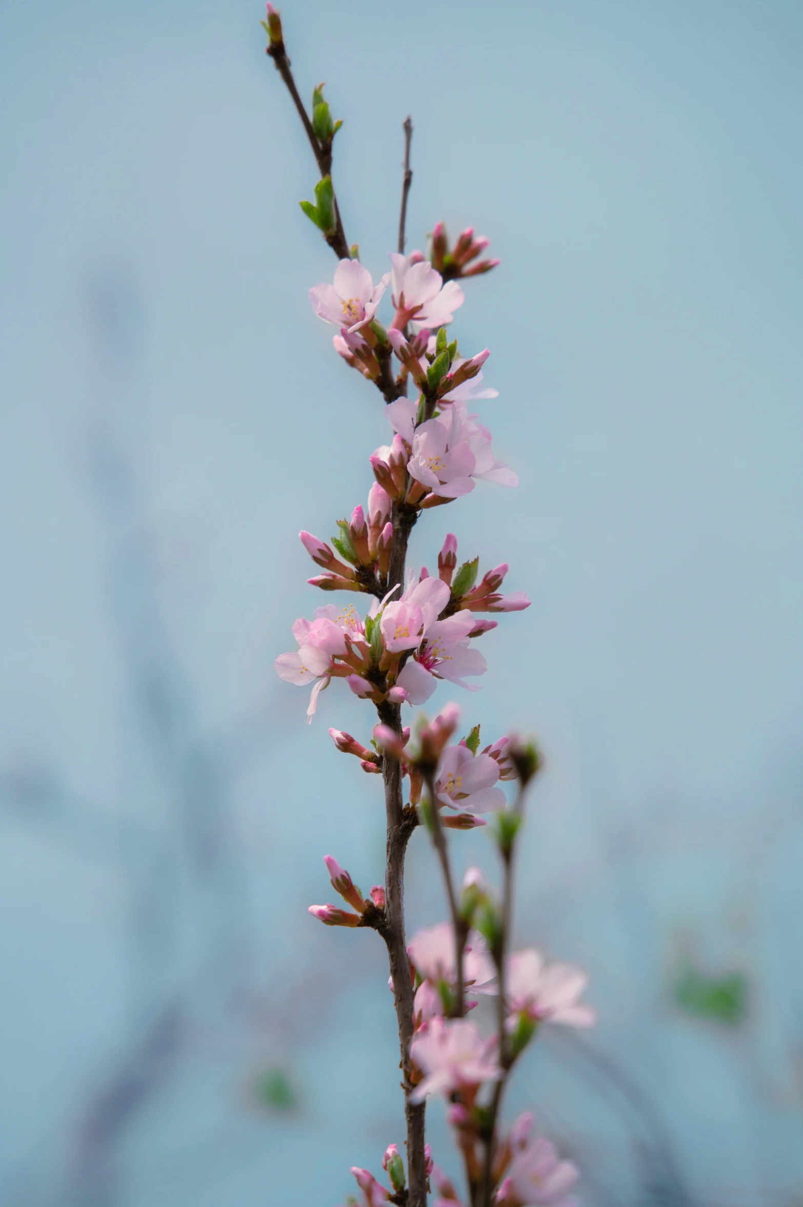 a tree nch with blossoms blooming on it