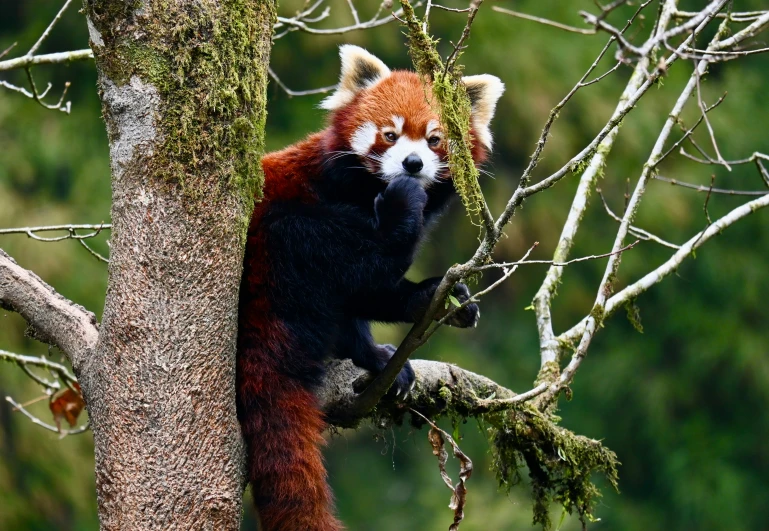 a red panda on the limb of a tree