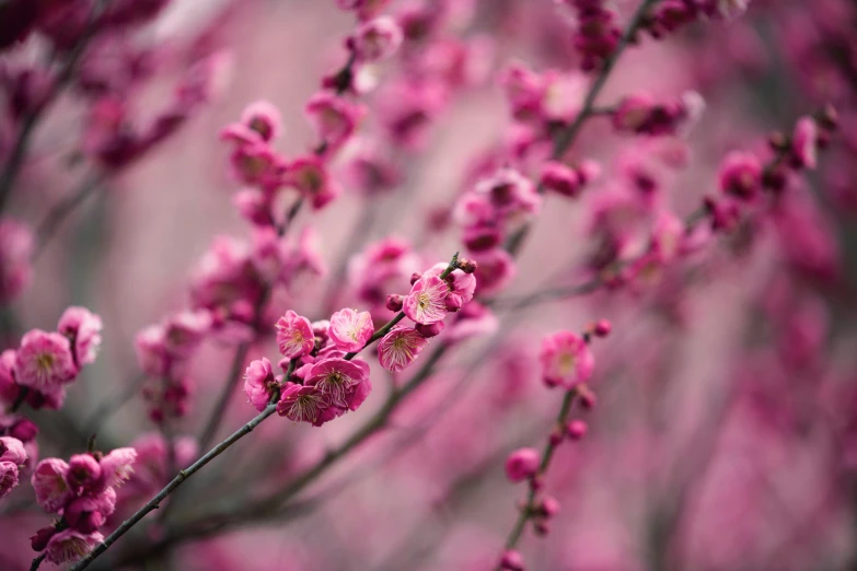 the pink flowers are on a tree