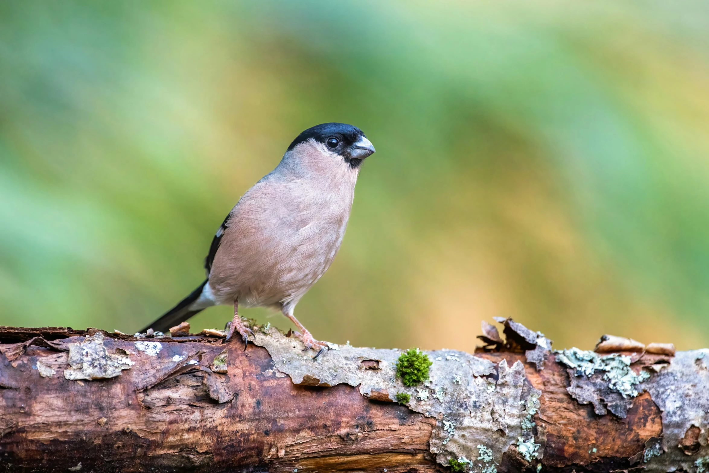 a bird sits on top of a nch