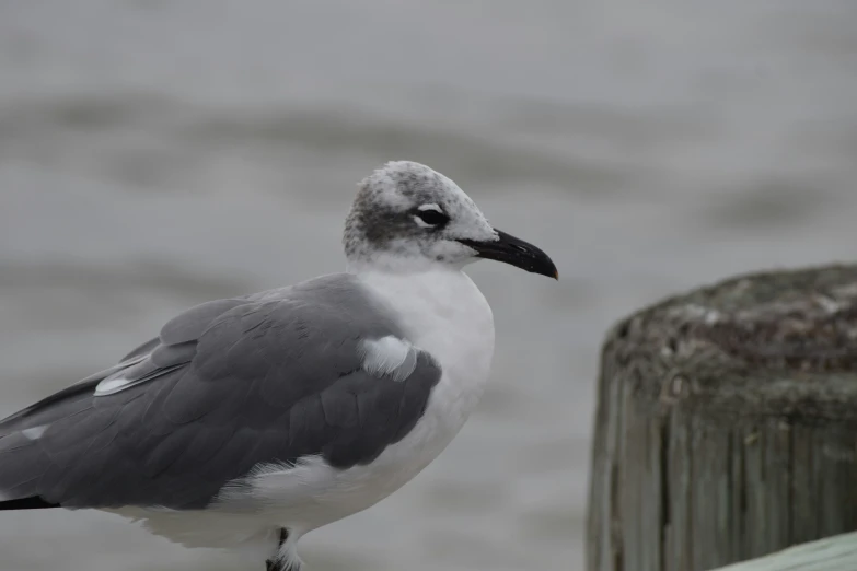 the seagull is sitting on the wooden post by the water