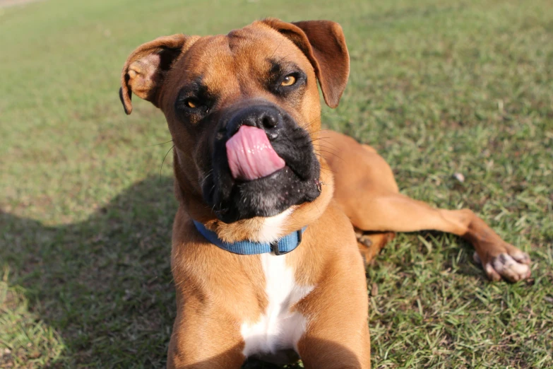 a dog with its tongue hanging out laying on the grass