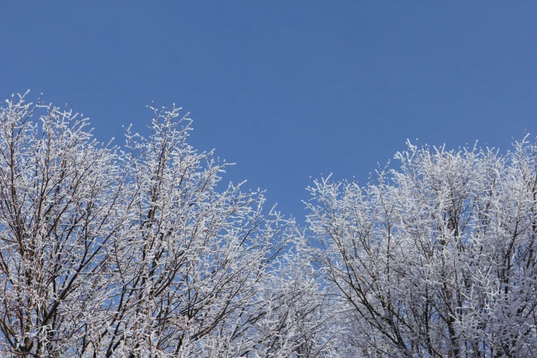 a blue sky with some clouds and a lot of trees