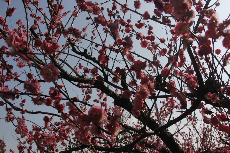 tree nches with many flowers and a bird on the nch