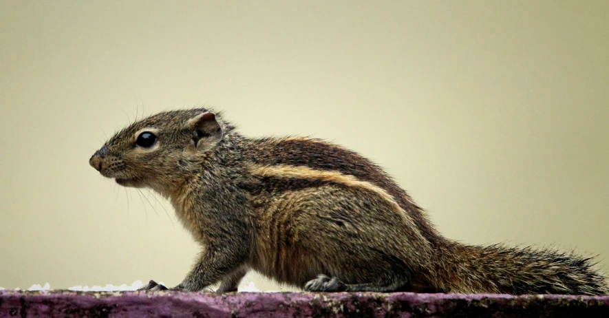 a squirrel is looking away from the camera