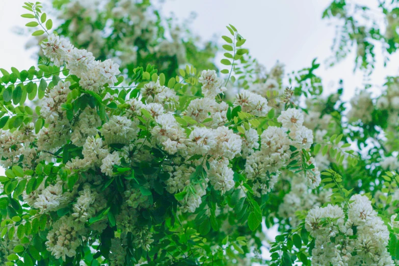 white flowers in bloom with green leaves