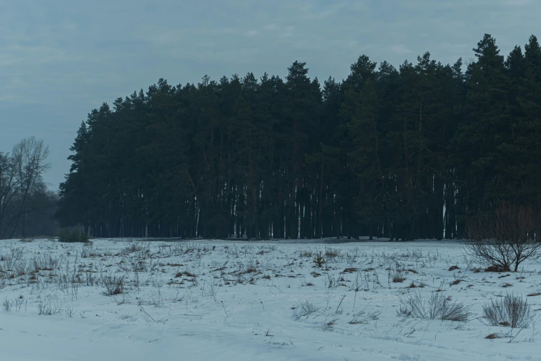 a snowy field with a line of trees in the background