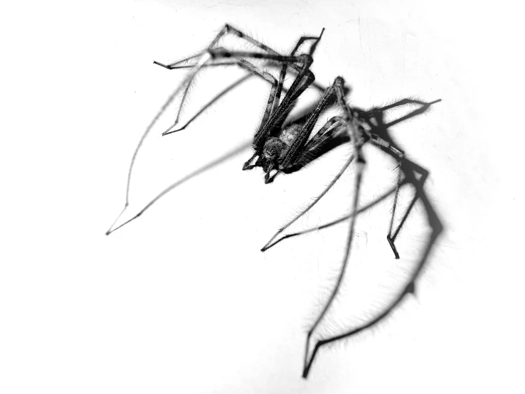 this is an image of black and white insect