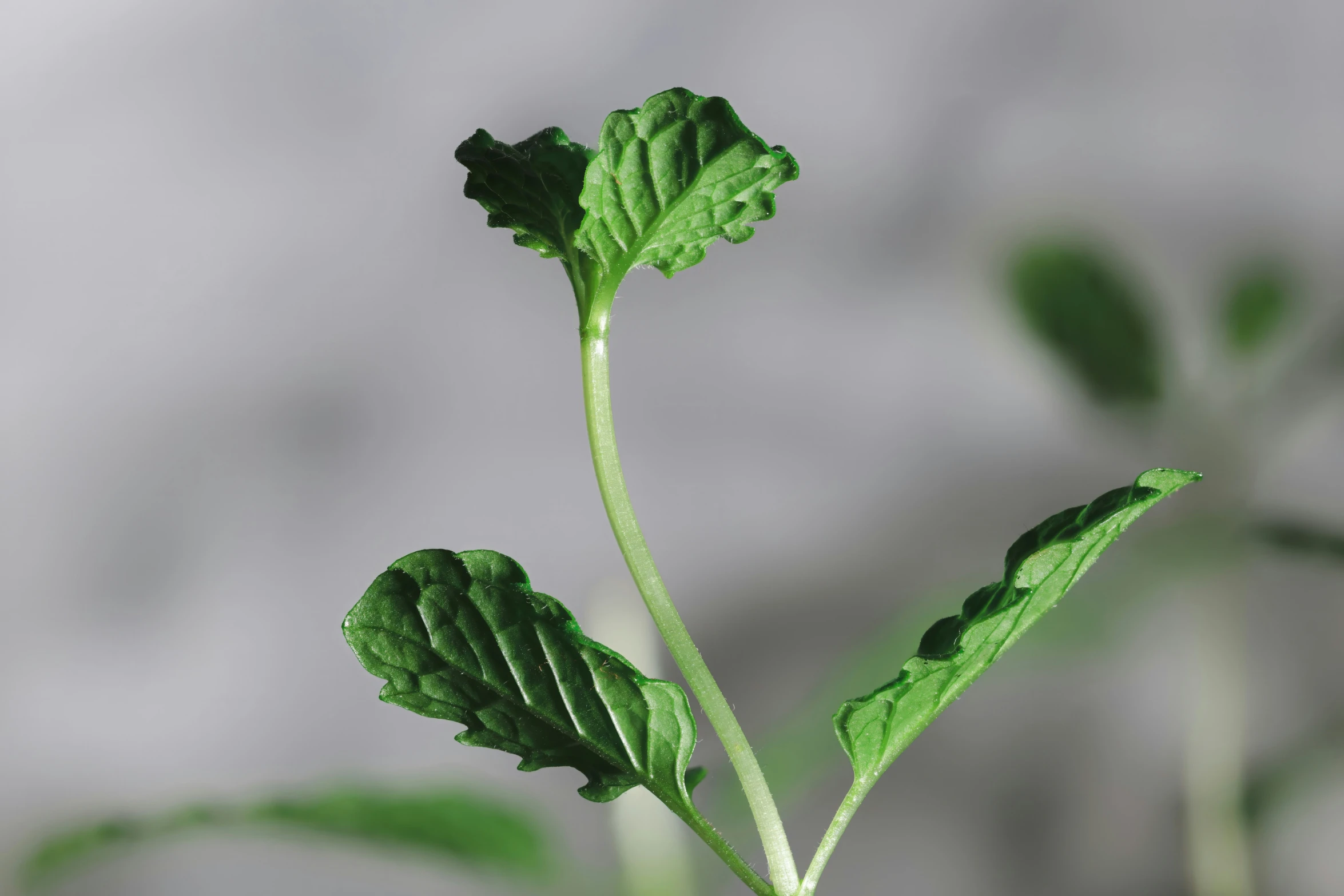 two green plants sprout out from the stem