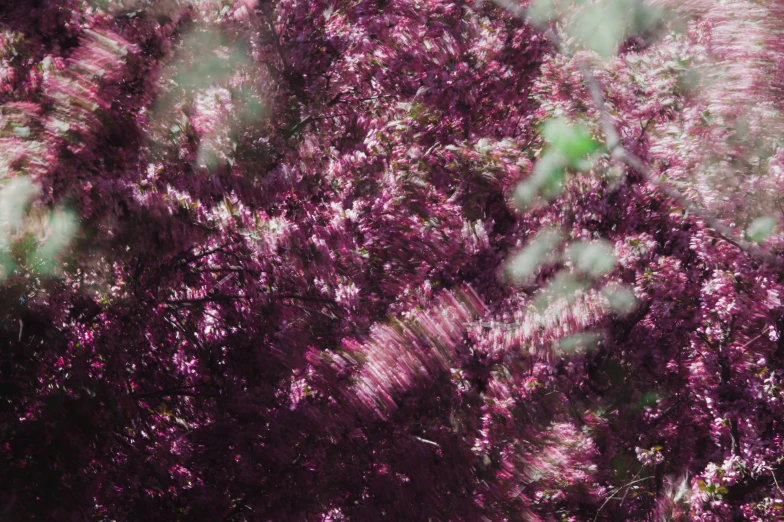 a large tree filled with purple leaves under a blue sky