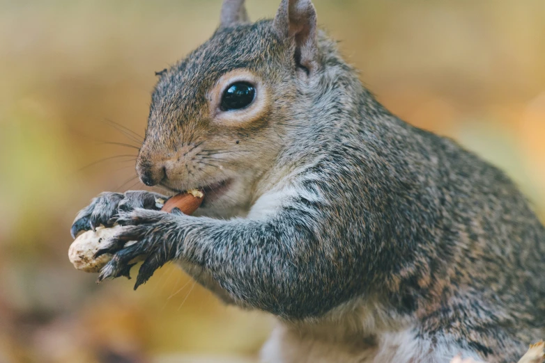 a squirrel eating on soing on top of a piece of fruit