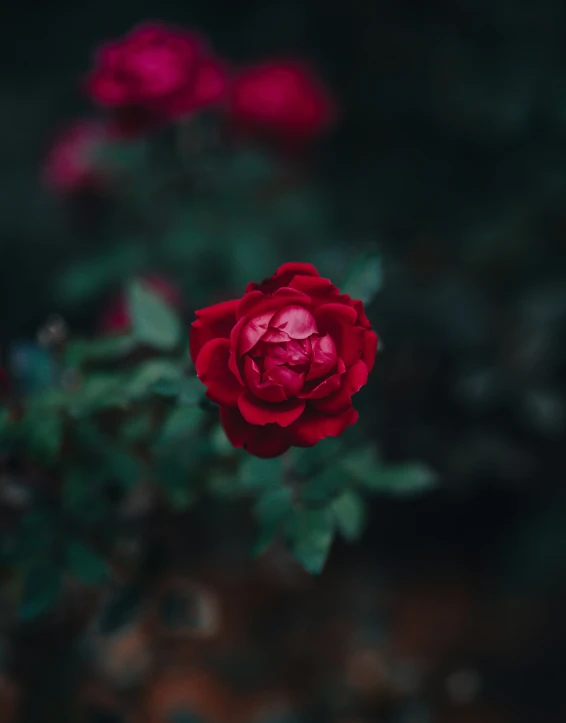 a red rose with other flowers in the background