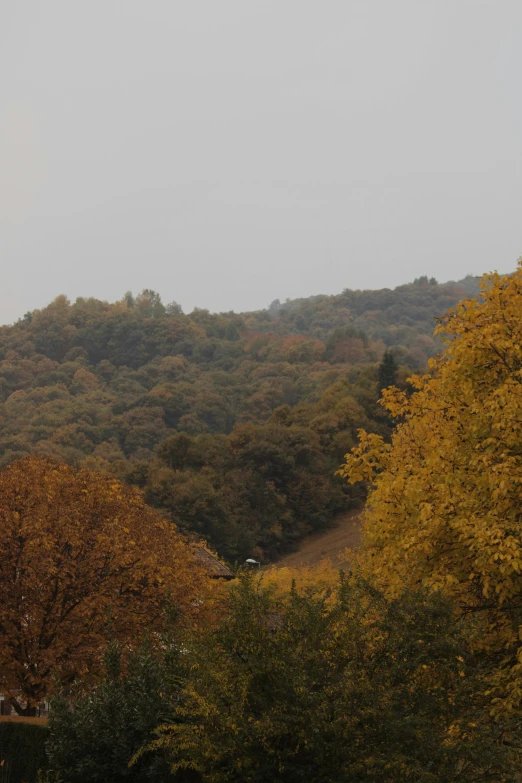 a hazy hillside with trees covered in yellow leaves