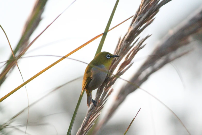 a bird is sitting on a thin nch