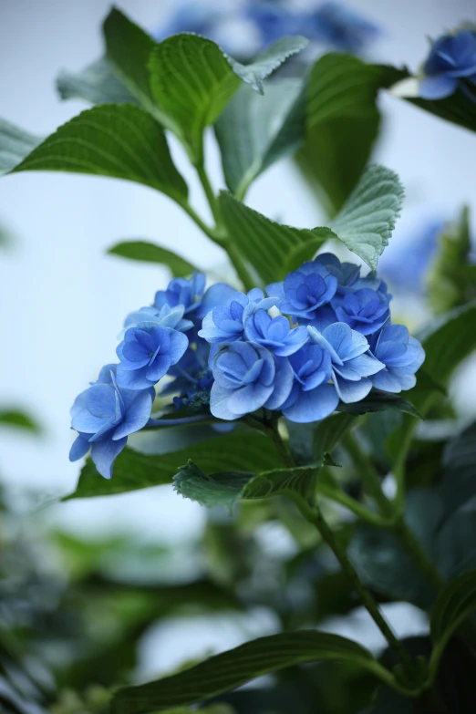 a blue flower has green leaves on the tree