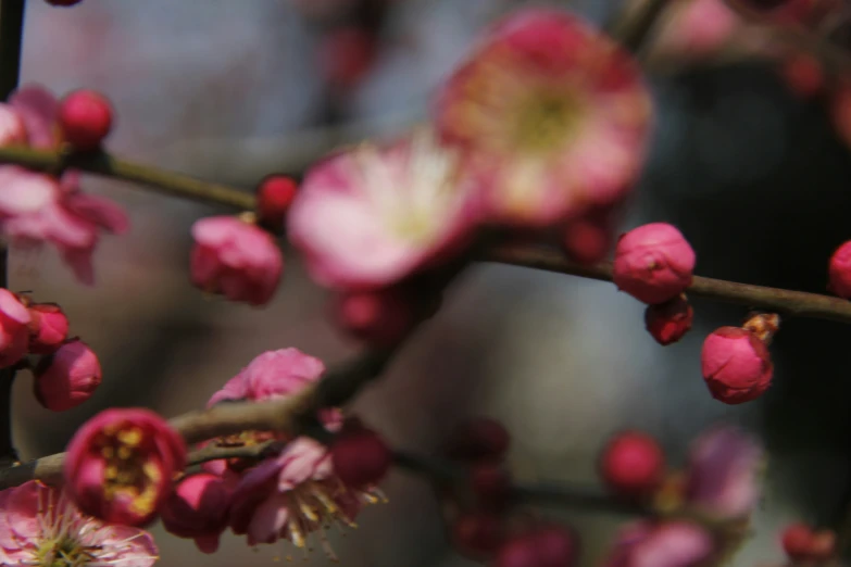 close up of the beautiful red flowers on this tree