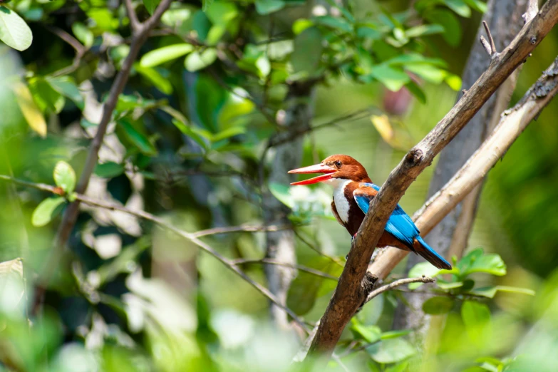 a blue bird with a beak standing on a tree limb