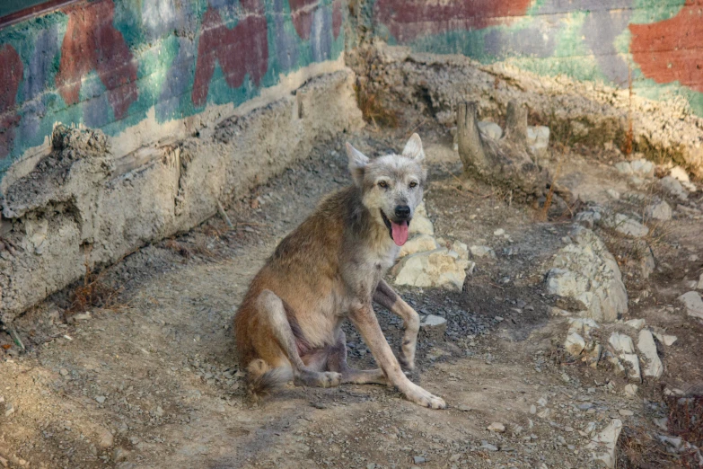 a dog is sitting on the ground next to a wall