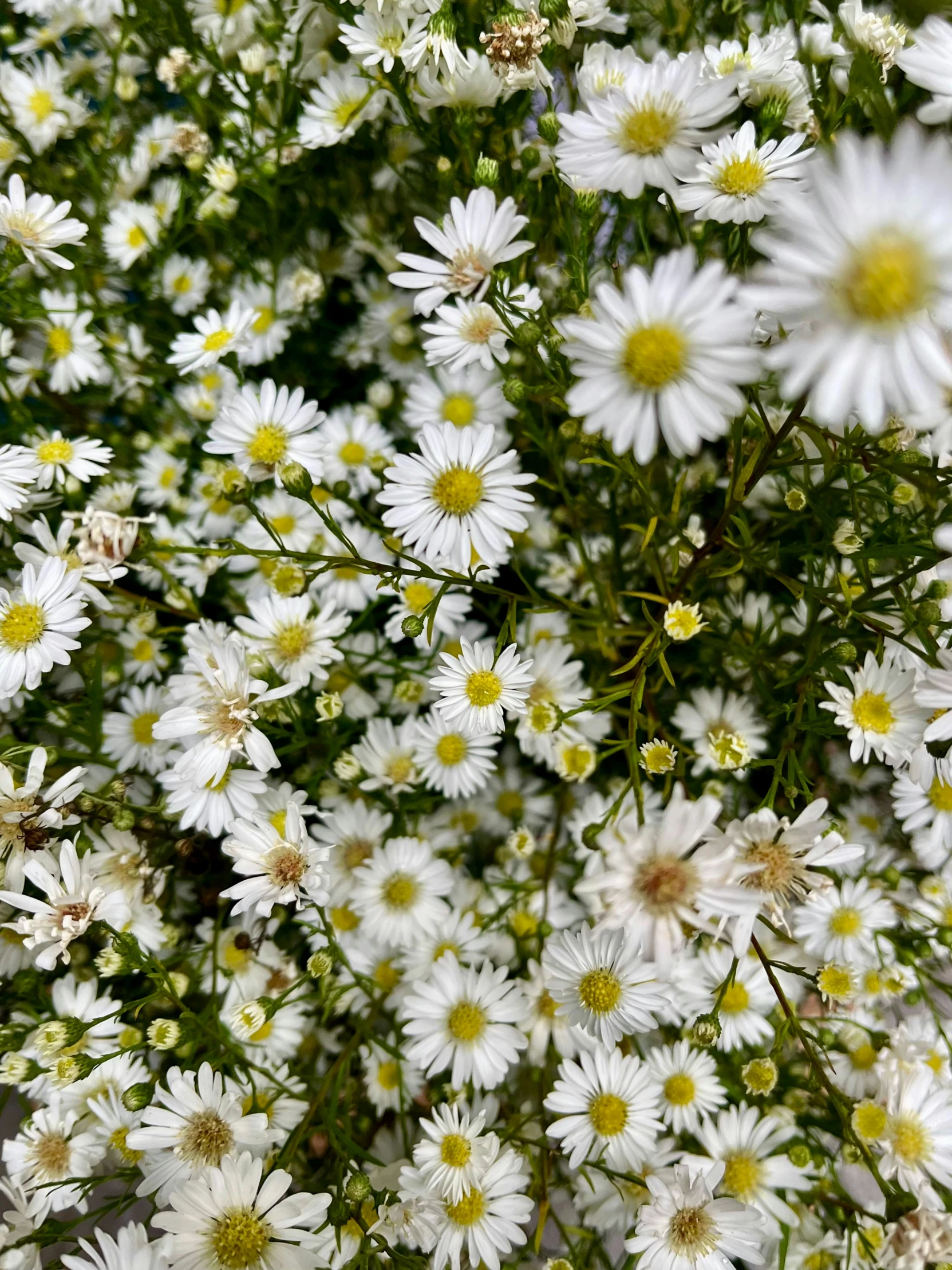 the flowers are growing well here in the field